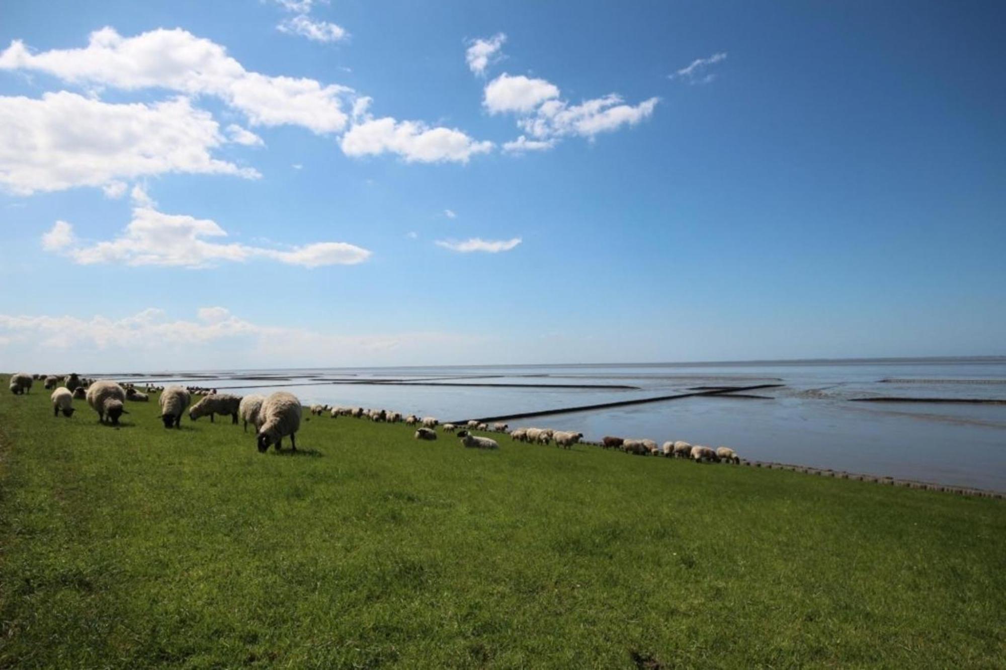 Grosse Nordseewelle Ohne Hund Norden Luaran gambar