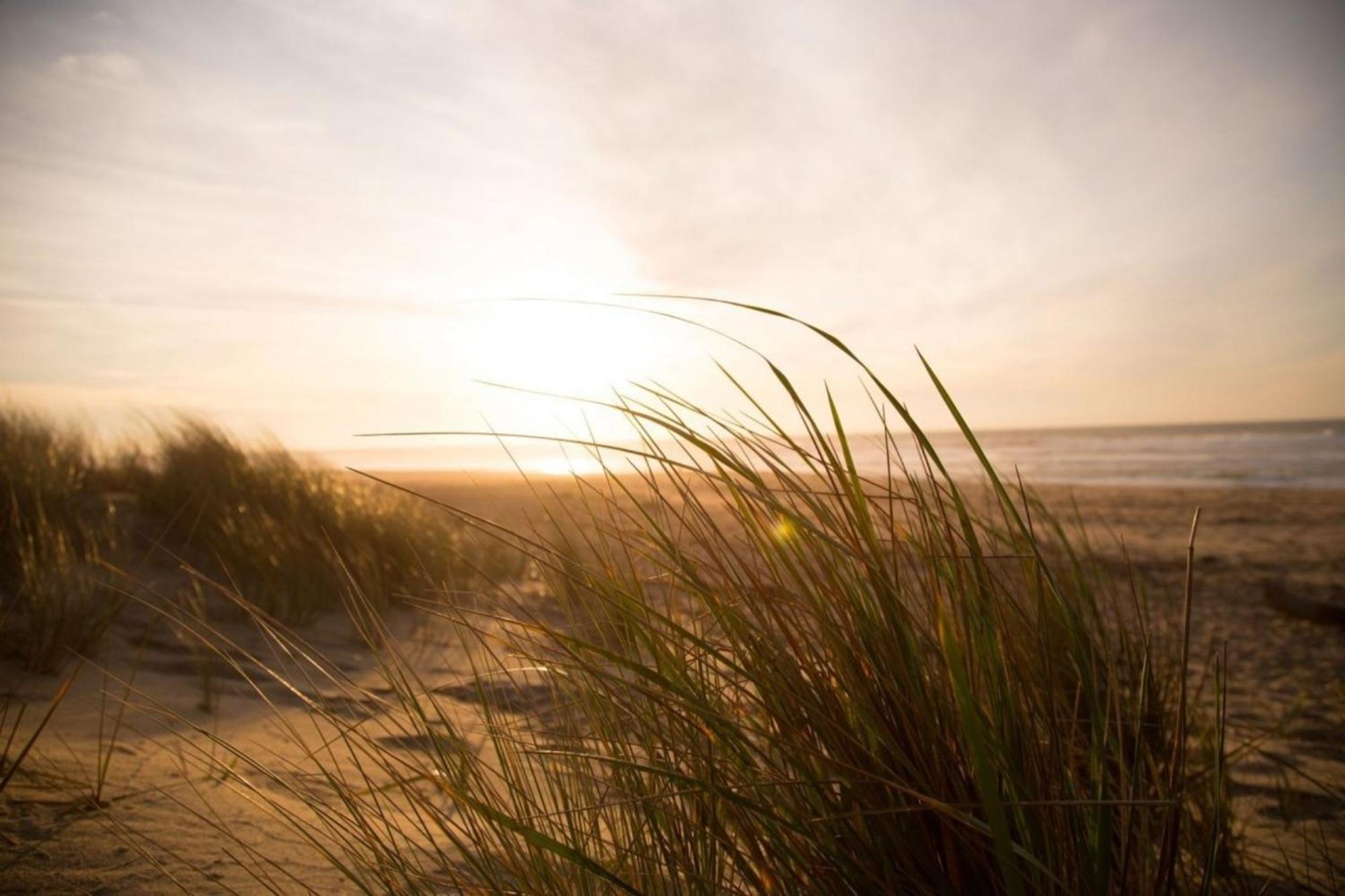 Grosse Nordseewelle Ohne Hund Norden Luaran gambar